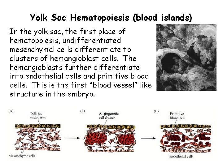 Yolk Sac Hematopoiesis (blood islands) In the yolk sac, the first place of hematopoiesis,