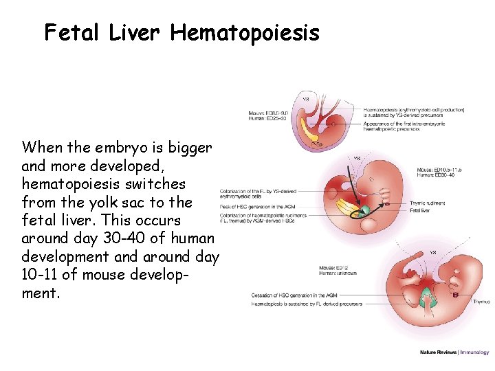 Fetal Liver Hematopoiesis When the embryo is bigger and more developed, hematopoiesis switches from