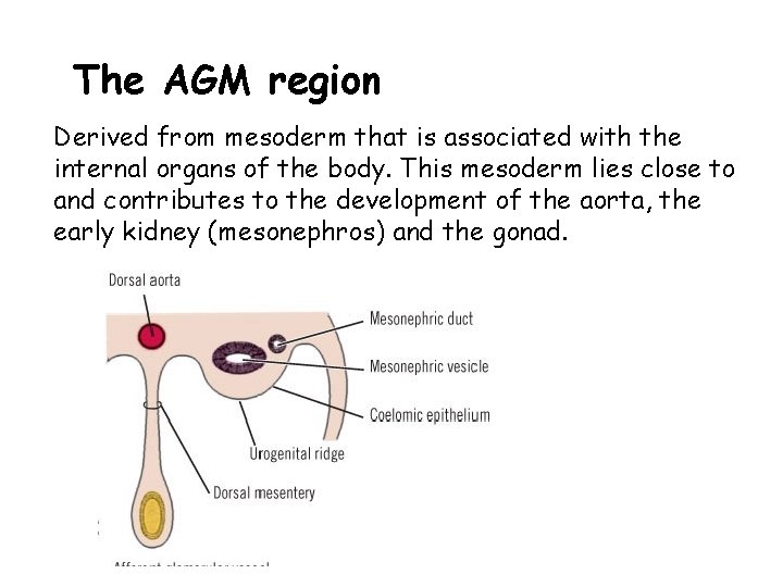 The AGM region Derived from mesoderm that is associated with the internal organs of