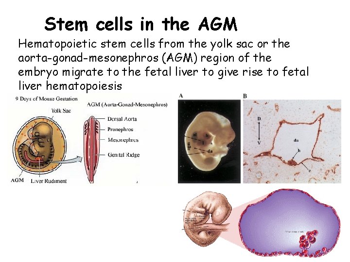 Stem cells in the AGM Hematopoietic stem cells from the yolk sac or the