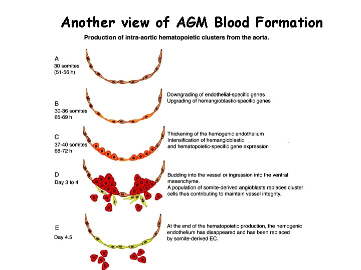 Another view of AGM Blood Formation 