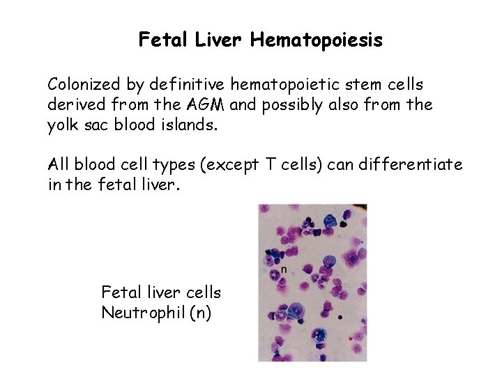 Fetal Liver Hematopoiesis Colonized by definitive hematopoietic stem cells derived from the AGM and