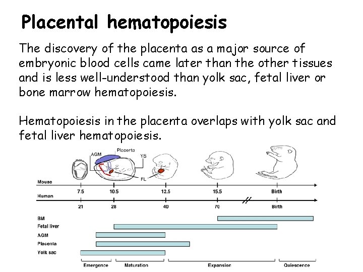 Placental hematopoiesis The discovery of the placenta as a major source of embryonic blood