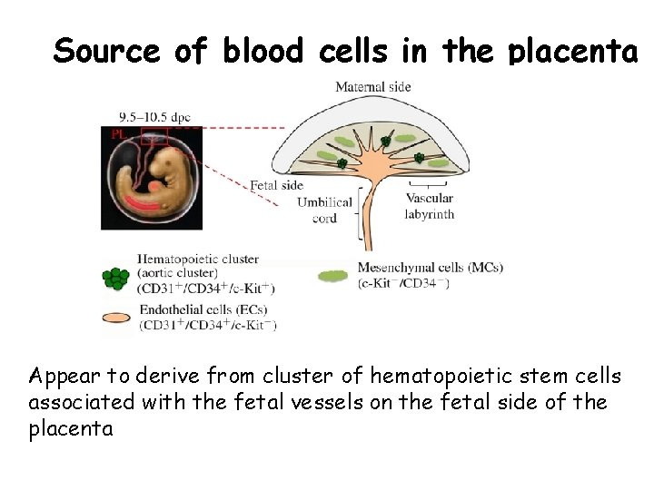 Source of blood cells in the placenta Appear to derive from cluster of hematopoietic