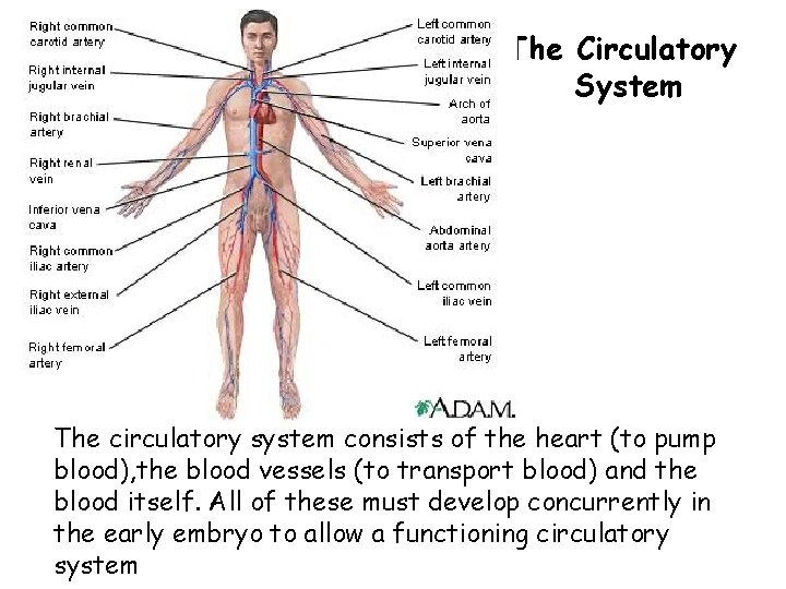 The Circulatory System The circulatory system consists of the heart (to pump blood), the