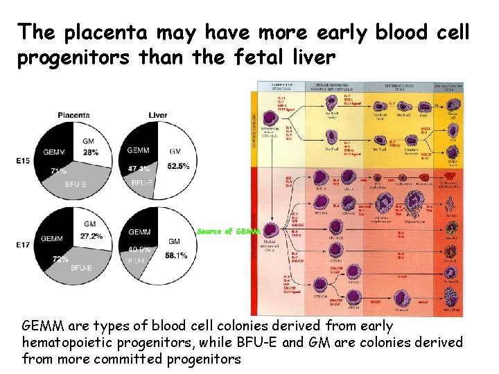 The placenta may have more early blood cell progenitors than the fetal liver Source