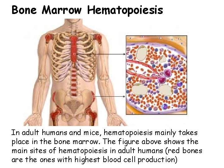 Bone Marrow Hematopoiesis In adult humans and mice, hematopoiesis mainly takes place in the
