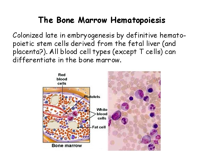 The Bone Marrow Hematopoiesis Colonized late in embryogenesis by definitive hematopoietic stem cells derived