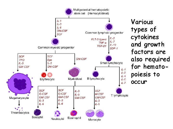 Various types of cytokines and growth factors are also required for hematopoiesis to occur