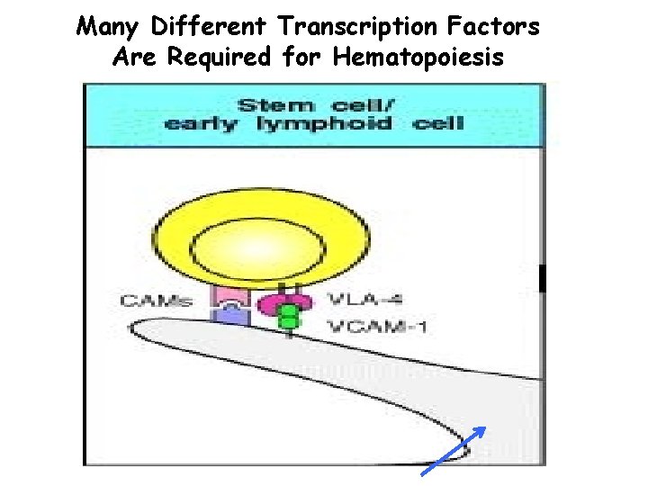 Many Different Transcription Factors Are Required for Hematopoiesis 