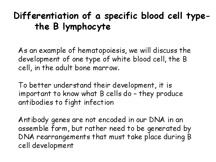 Differentiation of a specific blood cell typethe B lymphocyte As an example of hematopoiesis,