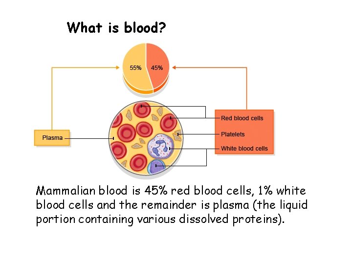 What is blood? Mammalian blood is 45% red blood cells, 1% white blood cells