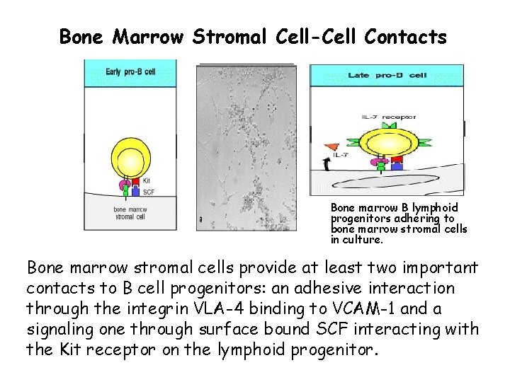 Bone Marrow Stromal Cell-Cell Contacts Bone marrow B lymphoid progenitors adhering to bone marrow