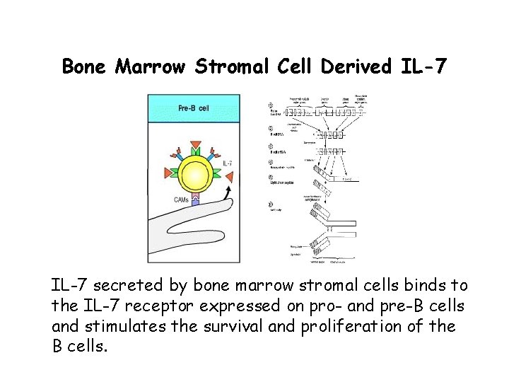 Bone Marrow Stromal Cell Derived IL-7 secreted by bone marrow stromal cells binds to