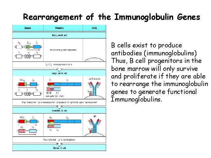 Rearrangement of the Immunoglobulin Genes B cells exist to produce antibodies (immunoglobulins) Thus, B