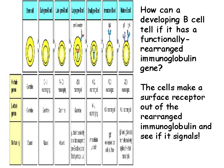 How can a developing B cell tell if it has a functionallyrearranged immunoglobulin gene?