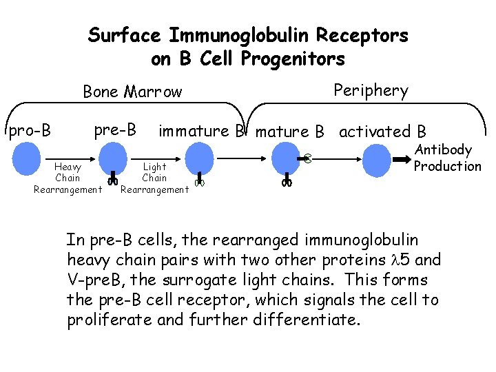 Surface Immunoglobulin Receptors on B Cell Progenitors Bone Marrow pro-B pre-B Heavy Chain Rearrangement