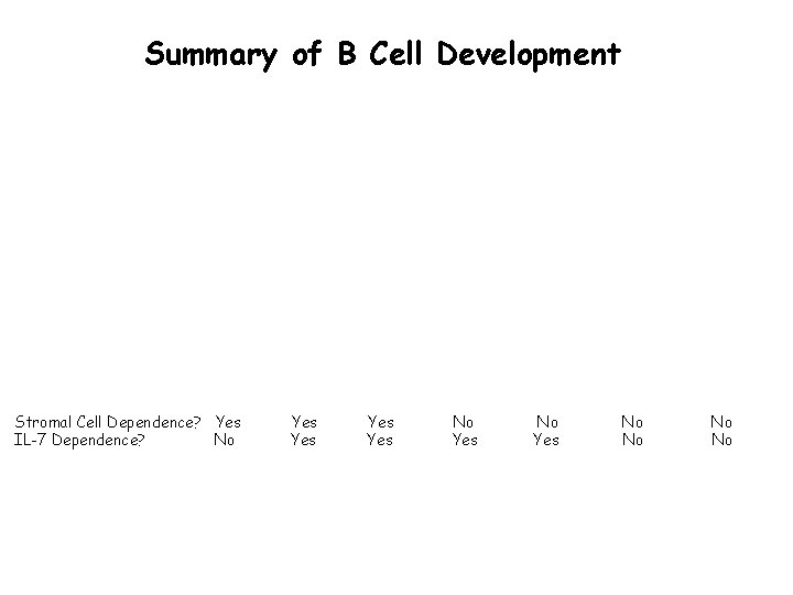 Summary of B Cell Development Stromal Cell Dependence? Yes IL-7 Dependence? No Yes Yes