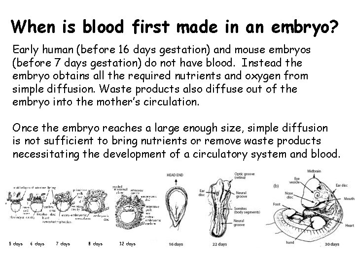 When is blood first made in an embryo? Early human (before 16 days gestation)