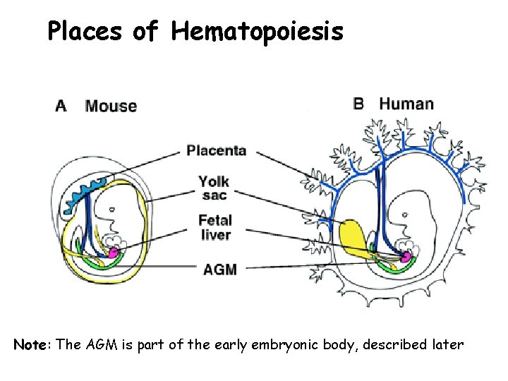 Places of Hematopoiesis Note: The AGM is part of the early embryonic body, described