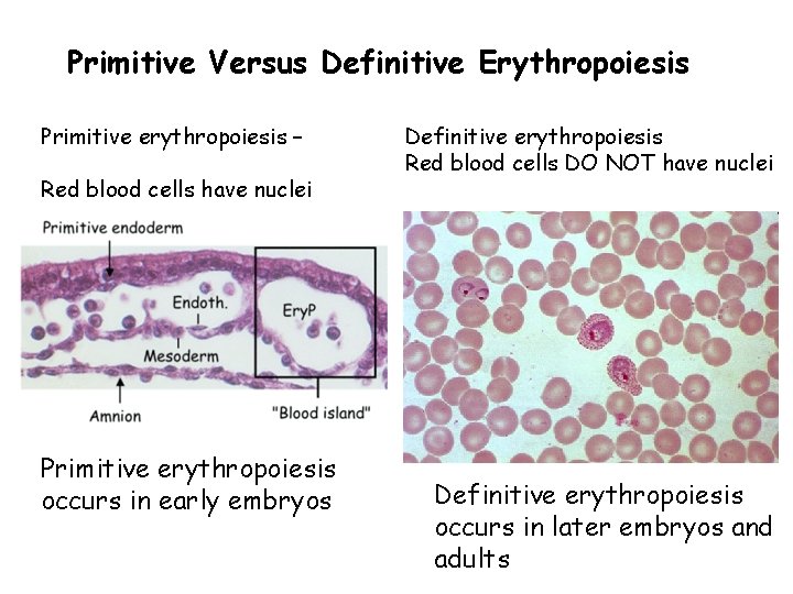 Primitive Versus Definitive Erythropoiesis Primitive erythropoiesis – Red blood cells have nuclei Primitive erythropoiesis