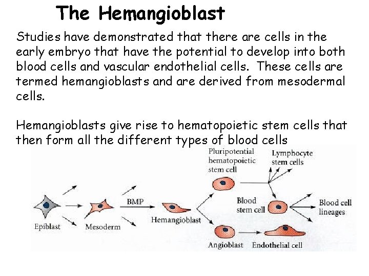The Hemangioblast Studies have demonstrated that there are cells in the early embryo that