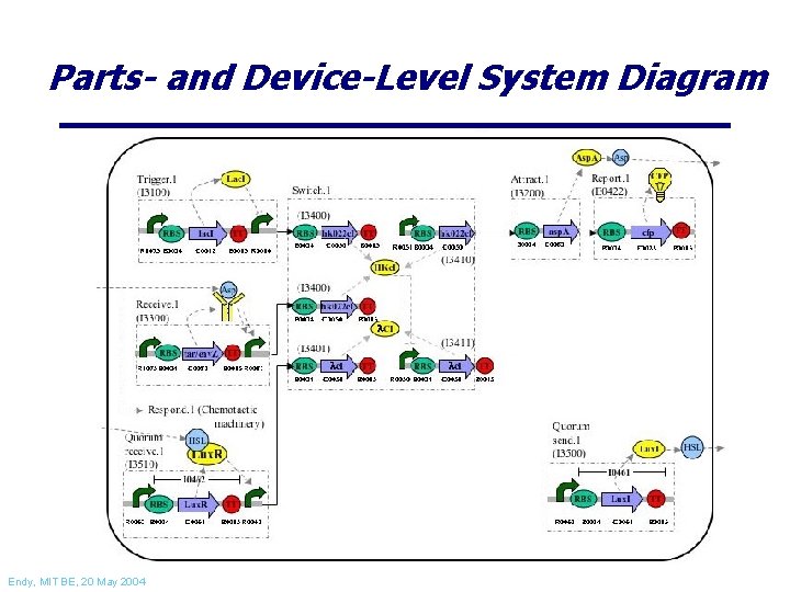 Parts- and Device-Level System Diagram Endy, MIT BE, 20 May 2004 