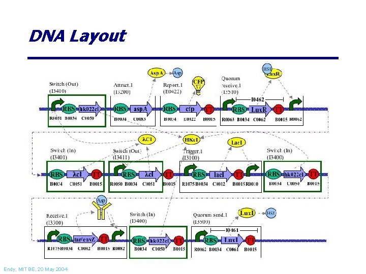 DNA Layout Endy, MIT BE, 20 May 2004 