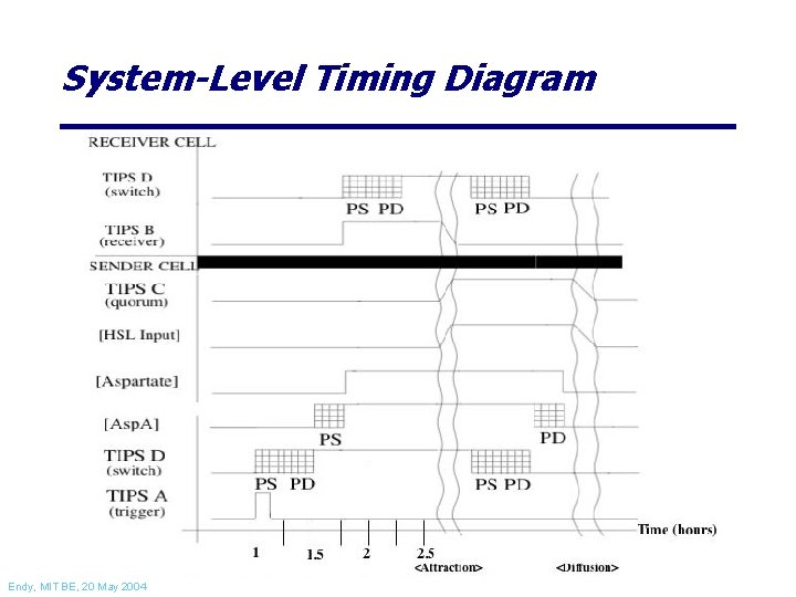 System-Level Timing Diagram Endy, MIT BE, 20 May 2004 