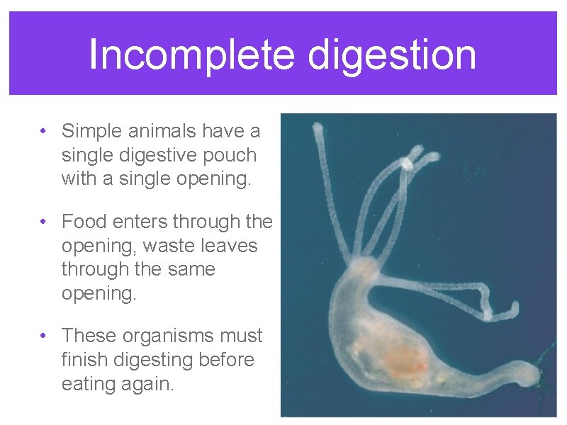 Incomplete digestion • Simple animals have a single digestive pouch with a single opening.