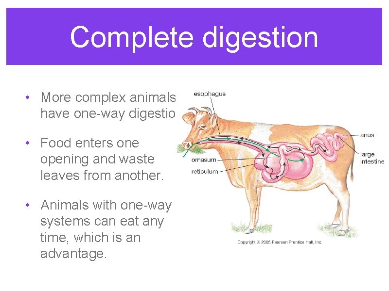 Complete digestion • More complex animals have one-way digestion. • Food enters one opening