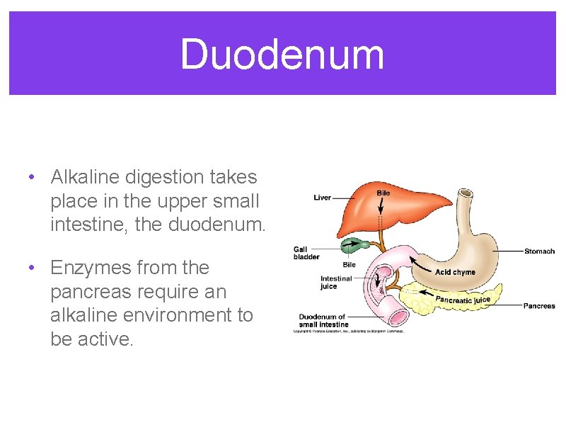 Duodenum • Alkaline digestion takes place in the upper small intestine, the duodenum. •