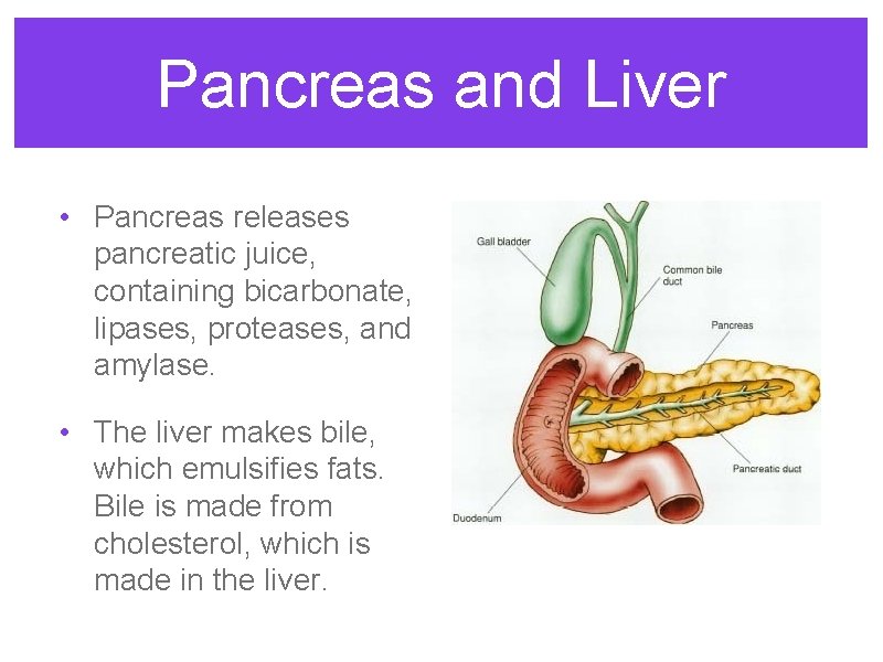 Pancreas and Liver • Pancreas releases pancreatic juice, containing bicarbonate, lipases, proteases, and amylase.