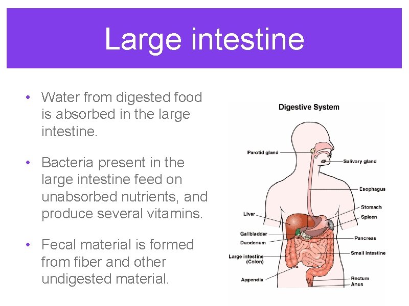 Large intestine • Water from digested food is absorbed in the large intestine. •