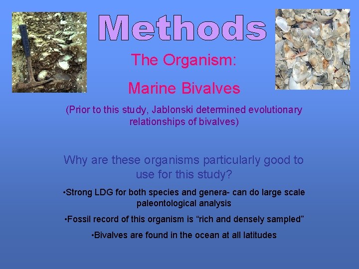 The Organism: Marine Bivalves (Prior to this study, Jablonski determined evolutionary relationships of bivalves)
