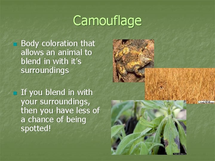 Camouflage n n Body coloration that allows an animal to blend in with it’s