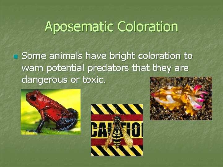 Aposematic Coloration n Some animals have bright coloration to warn potential predators that they