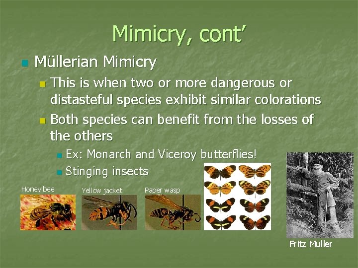 Mimicry, cont’ n Müllerian Mimicry This is when two or more dangerous or distasteful