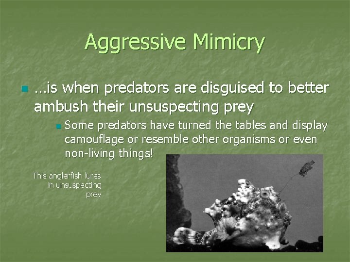 Aggressive Mimicry n …is when predators are disguised to better ambush their unsuspecting prey