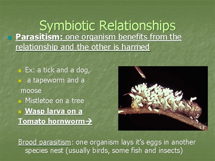 Symbiotic Relationships n Parasitism: one organism benefits from the relationship and the other is