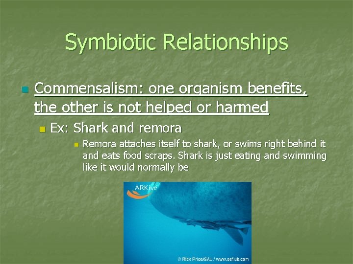 Symbiotic Relationships n Commensalism: one organism benefits, the other is not helped or harmed