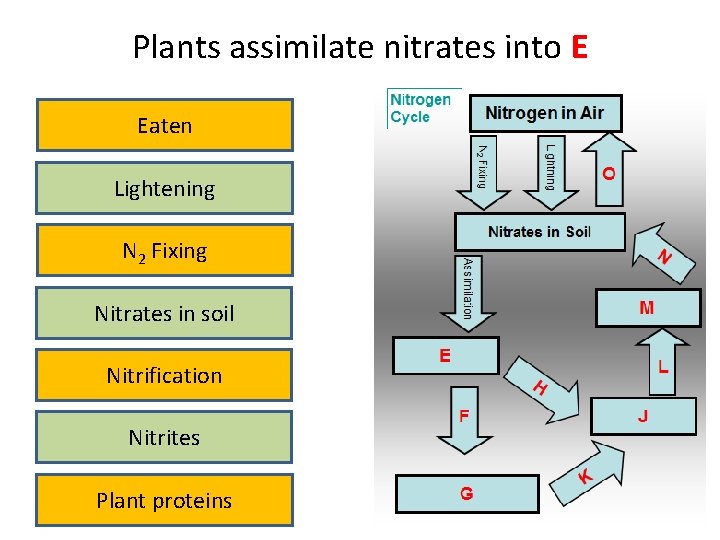 Plants assimilate nitrates into E Eaten Lightening N 2 Fixing Nitrates in soil Nitrification