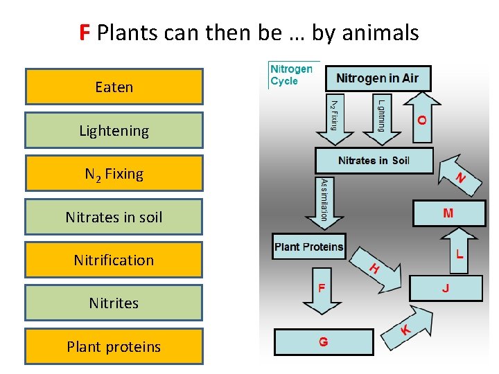 F Plants can then be … by animals Eaten Lightening N 2 Fixing Nitrates
