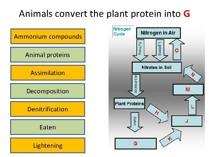 Animals convert the plant protein into G Ammonium compounds Animal proteins Assimilation Decomposition Denitrification