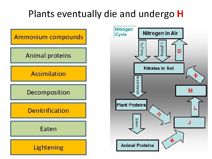 Plants eventually die and undergo H Ammonium compounds Animal proteins Assimilation Decomposition Denitrification Eaten