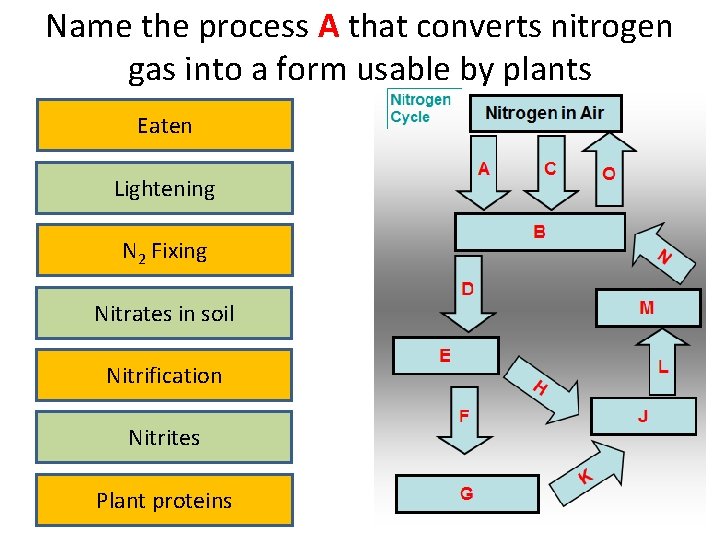 Name the process A that converts nitrogen gas into a form usable by plants