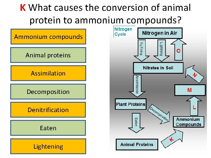 K What causes the conversion of animal protein to ammonium compounds? Ammonium compounds Animal