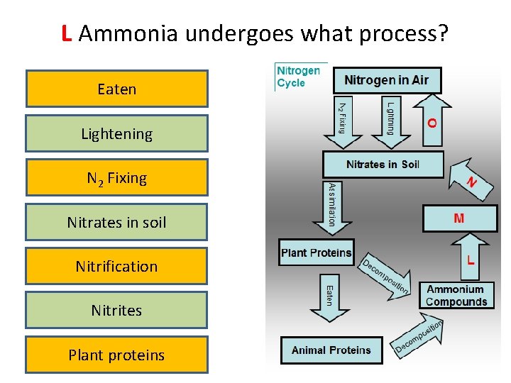 L Ammonia undergoes what process? Eaten Lightening N 2 Fixing Nitrates in soil Nitrification