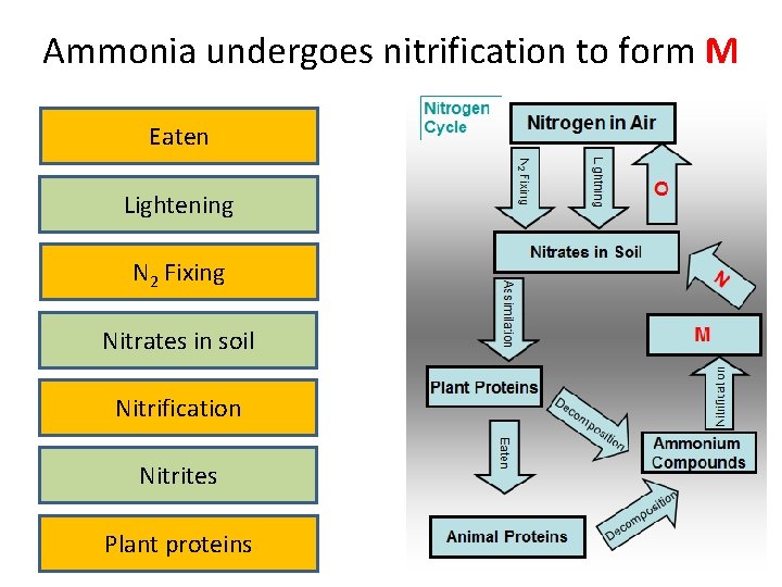 Ammonia undergoes nitrification to form M Eaten Lightening N 2 Fixing Nitrates in soil
