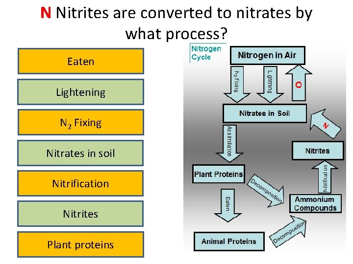 N Nitrites are converted to nitrates by what process? Eaten Lightening N 2 Fixing